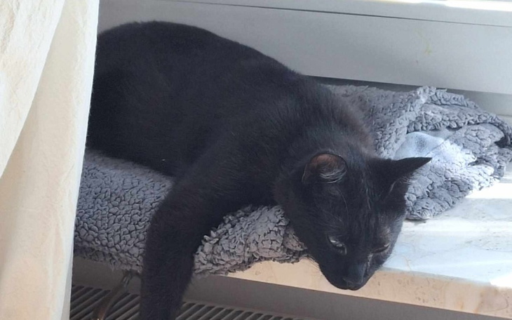 Czarny kot leżący na szarym kocyku.