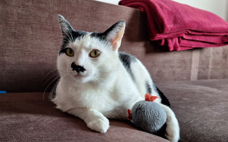 Zbiórka Kotka Luna ze złamaną łapką - zdjęcie główne