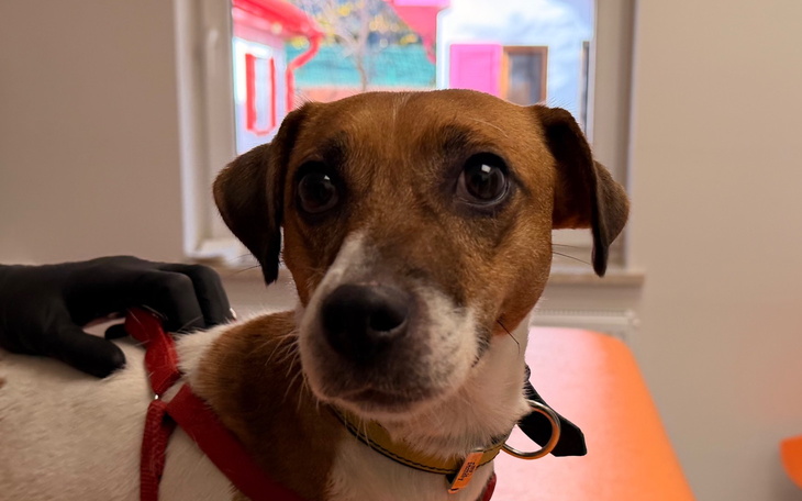 Pies z brązowym futrem, patrzący na kamerę w klinice.