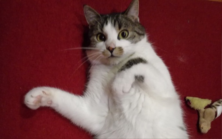 Zbiórka Przewlekła niewydolność nerek - zdjęcie główne