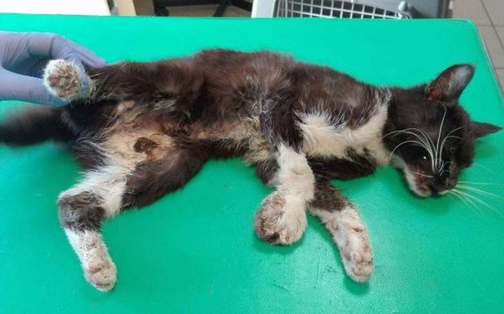 Zbiórka Zjadana żywcem przez larwy... - zdjęcie główne