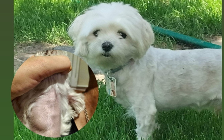 Mały piesek na trawie, z wyraźnym spojrzeniem.