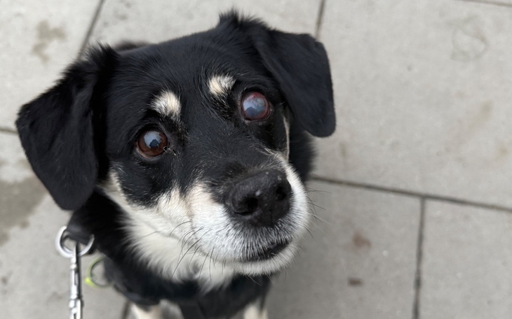 Zbiórka Oczko Jokera - zdjęcie główne