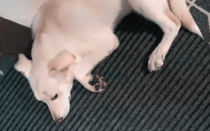 Zbiórka DZIECKO wyrzucone przez OKNO - zdjęcie główne