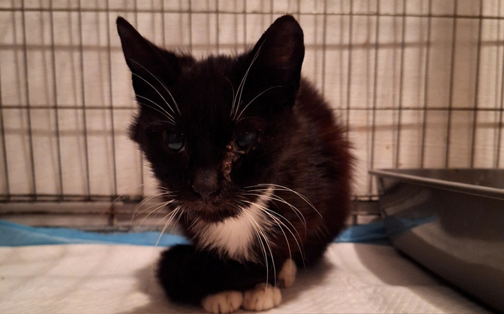 Czarny kot z białymi akcentami, siedzący w klatce.