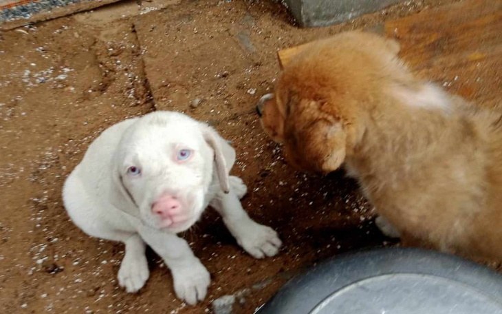 Zbiórka Niechciane i przeganiane. - zdjęcie główne