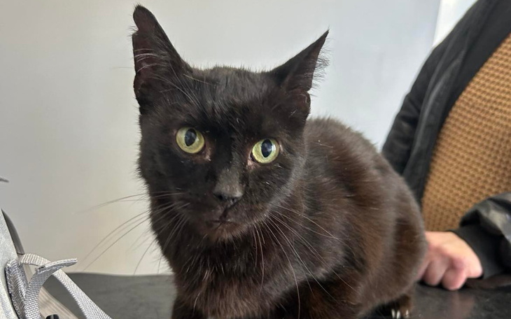 Czarny kot z dużymi oczami, szukający domu.