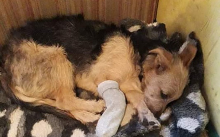 Zbiórka Leczenie i diagnostyka szczeniak - zdjęcie główne