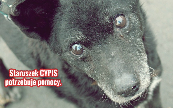 Zbiórka Cypis, do którego strzelano. - zdjęcie główne