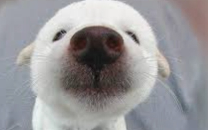 Zbiórka Iphoncio13 - zdjęcie główne