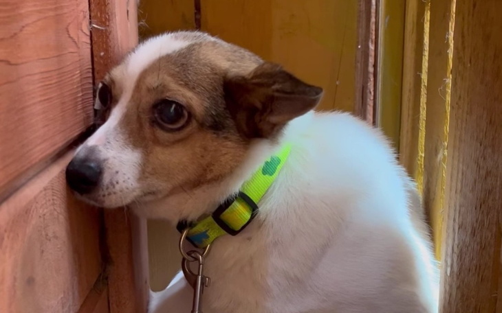 Zbiórka Dowóz Lupiego do nowego domu - zdjęcie główne