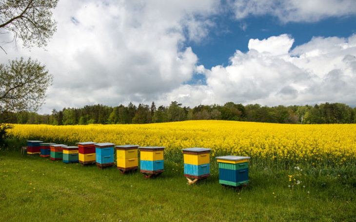 Zbiórka Pomoc dla pszczół - zdjęcie główne