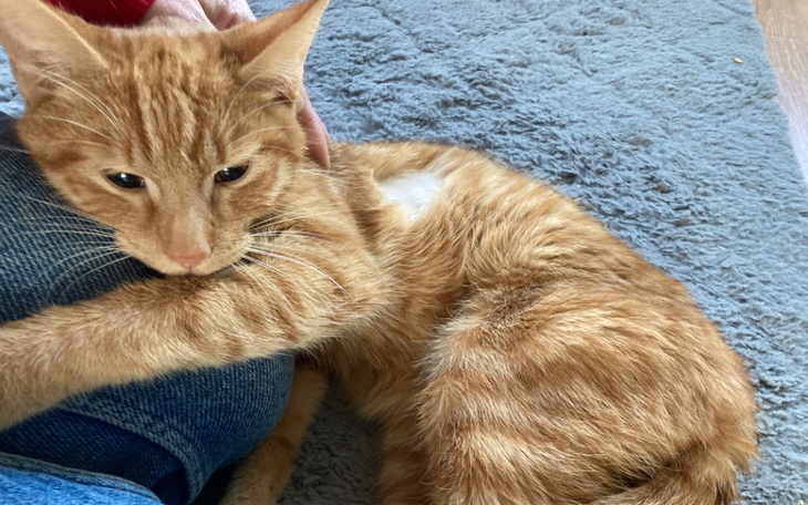 Zbiórka Pomóż Charliemu - zdjęcie główne