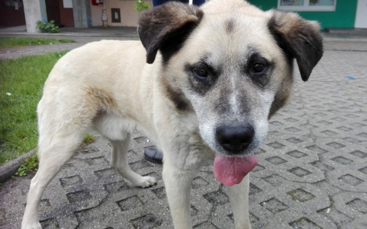 Zbiórka Czego nie mogą stare psy - zdjęcie główne