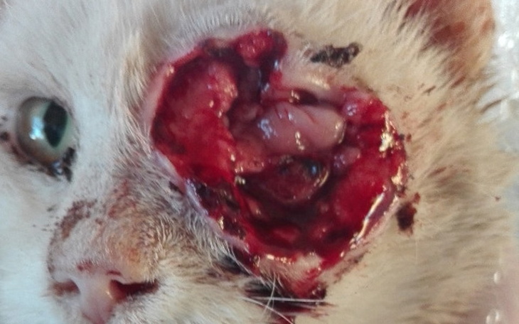 Zbiórka Pomóż uratować oko Bałwanka :-( - zdjęcie główne