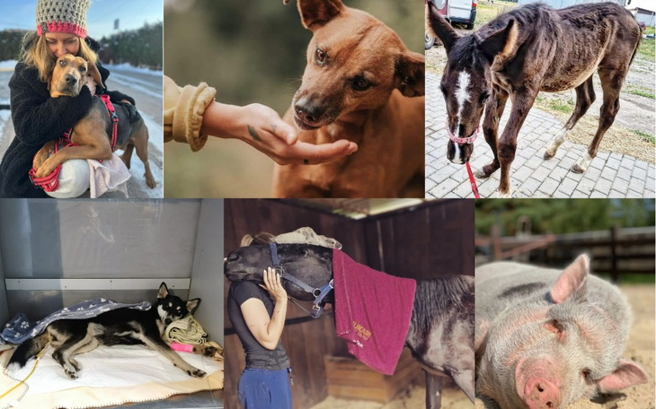 Zbiórka Dla Przyjaciel Zwierz - zdjęcie główne