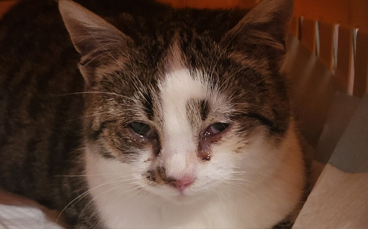 Kot z łzawiącymi oczami, wyglądający na smutnego, w przytulnym miejscu.