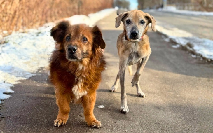 Dwa psy spacerują po drodze w zimowej scenerii.