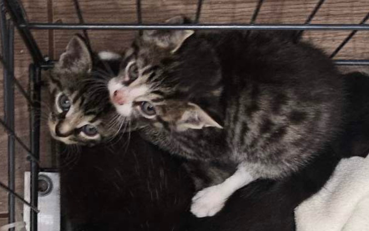 Dwa małe kocięta leżące razem w klatce.