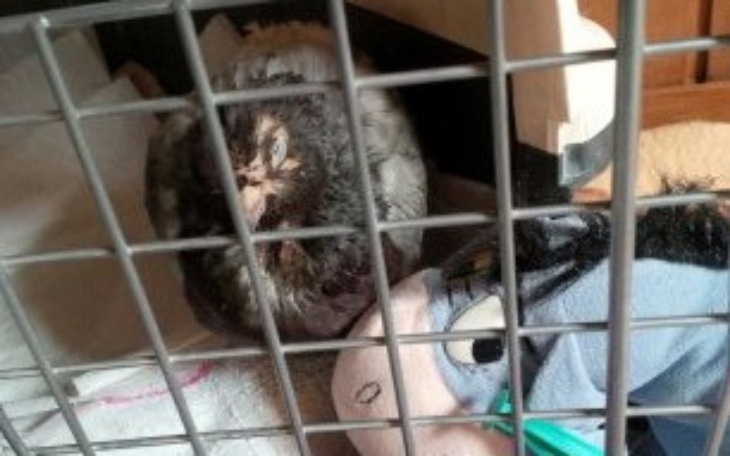 Sowa w klatce, z pluszowym przyjacielem obok.