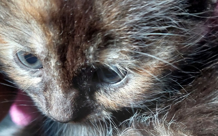 Zbiórka Porzucony kociak - zdjęcie główne