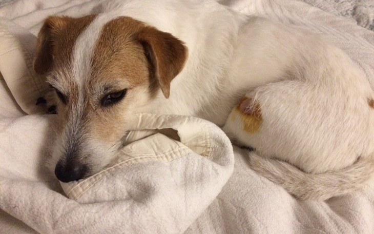 Zbiórka Operacja kolana Tuleńki - zdjęcie główne