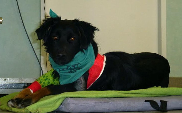 Czarny pies leżący na zielonym kocu.