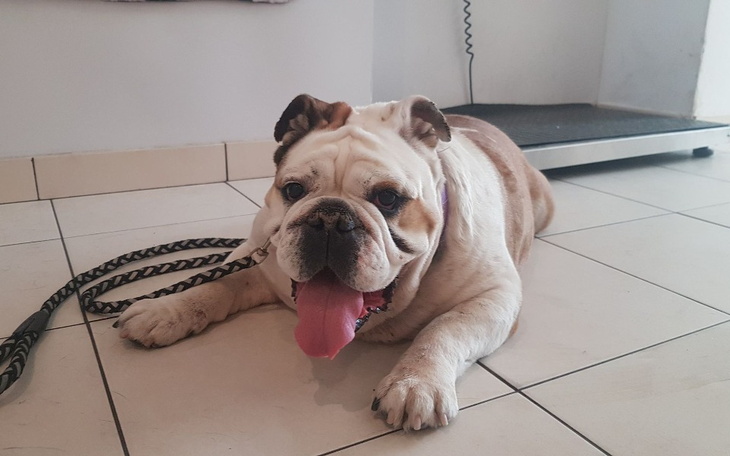 Zbiórka Buba skazana na śmierć. - zdjęcie główne