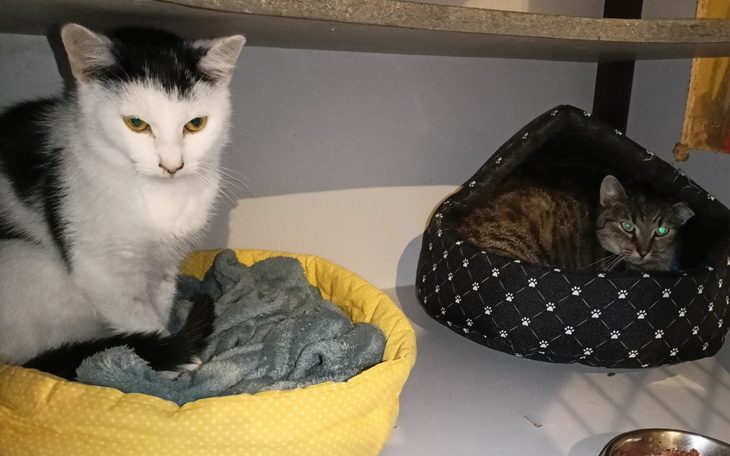 Zbiórka Marysi i Miziołka walka o życie - zdjęcie główne