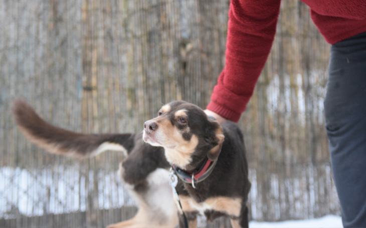 Zbiórka Xsara i jej 4 lub 5 eutanazji - zdjęcie główne