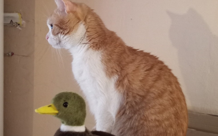 Kot o pomarańczowym futrze siedzący obok pluszowego kaczora.