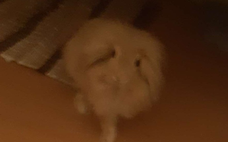 Zbiórka Pomóżmy królikowi - zdjęcie główne