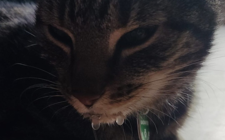 Zbiórka Leczenie chorego, zatrutego kota - zdjęcie główne