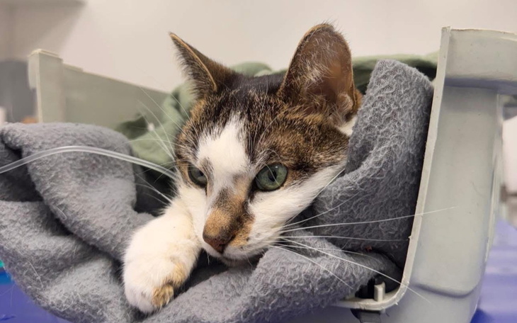 Kot odpoczywający w transporterze, z zielonymi oczami i szarym kocem.