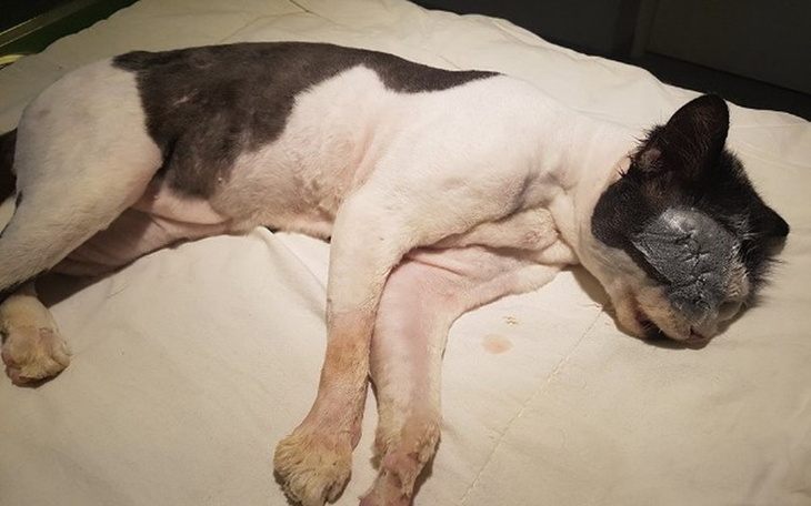 Zbiórka Kornel bez oczka - zdjęcie główne