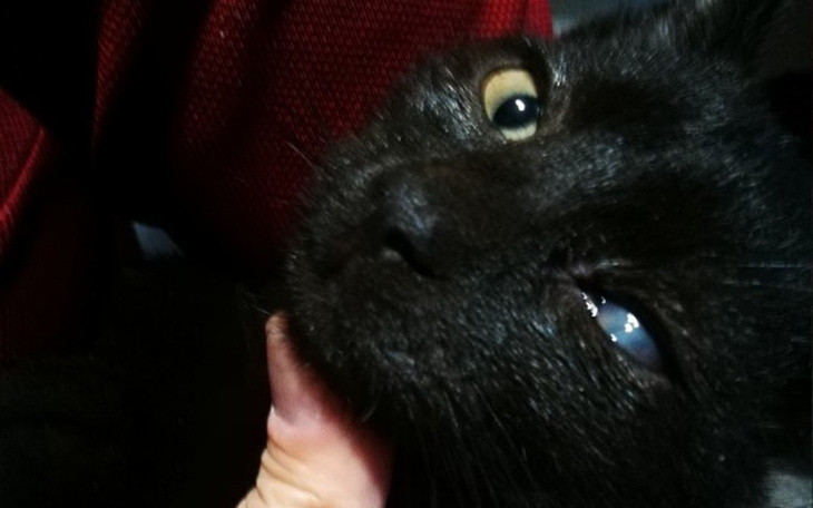 Zbiórka Pomóżmy kociętom zachować wzrok! - zdjęcie główne