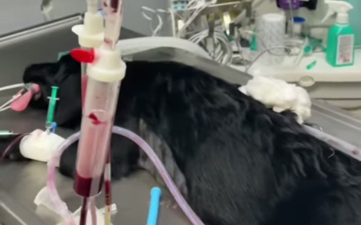 Zbiórka Spłacenie operacji Nera - zdjęcie główne