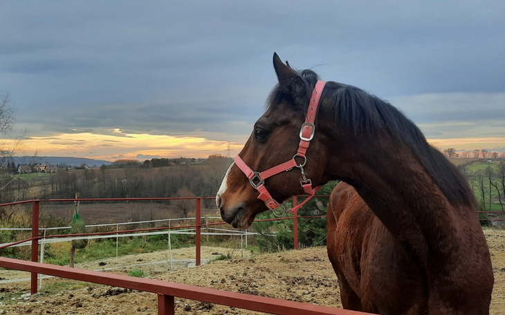Zbiórka Diagnostyka i leczenie Montka - zdjęcie główne