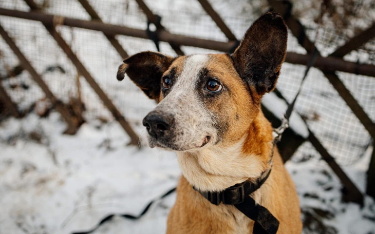 Zbiórka Walentynki w Okiem Wilka - zdjęcie główne