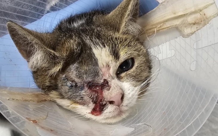 Kot z poważnymi ranami na pyszczku, w kołnierzu ochronnym.
