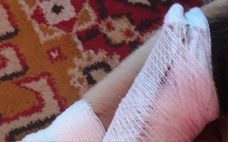 Zbiórka Dla psa Odiego - zdjęcie główne