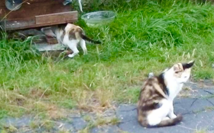 Dwa koty w ogrodzie, jeden z nich eksploruje otoczenie.
