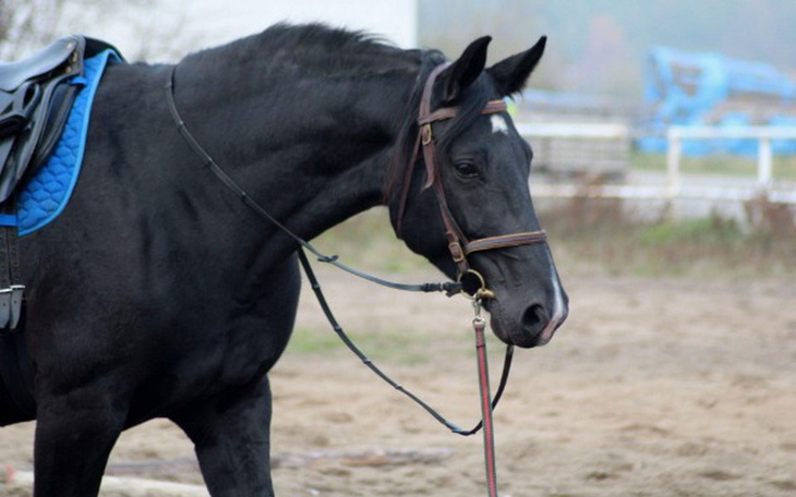 Zbiórka Dla konia i jeźdźca - zdjęcie główne