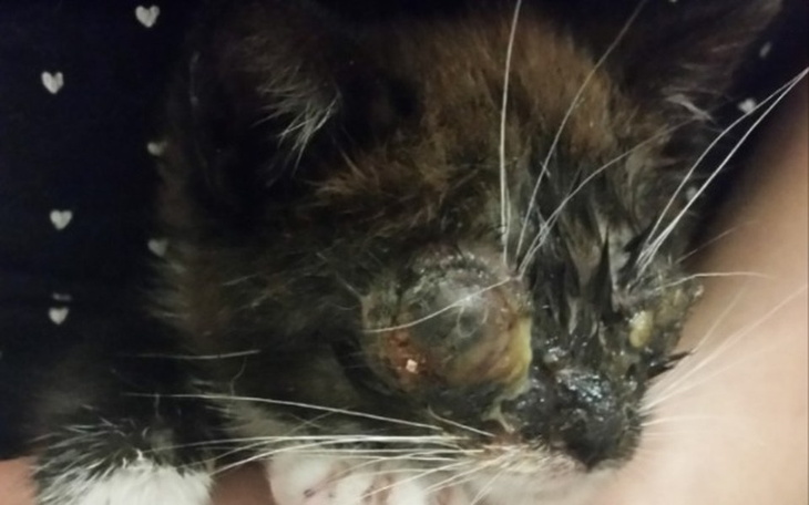 Zbiórka Maleńki Marlon prosi o wsparcie! - zdjęcie główne