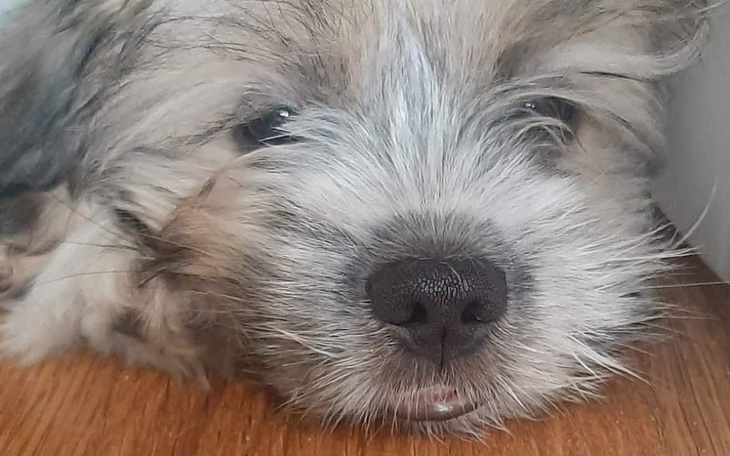 Zbiórka Dla Rico na wykonanie badań - zdjęcie główne