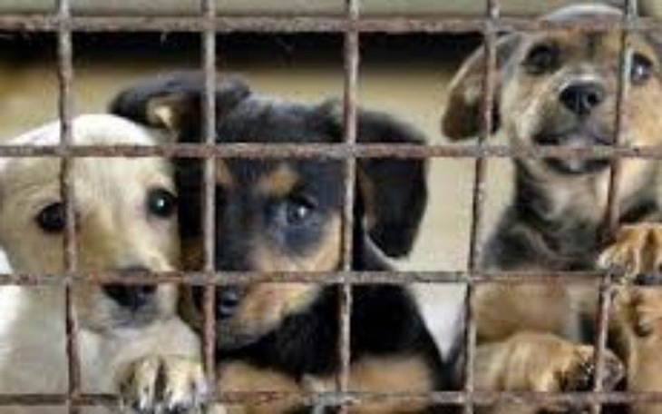 Zbiórka Jedzenie dla zwierząt samotnych - zdjęcie główne