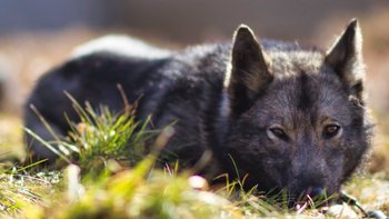 Zbiórka Wiosna w szajce - miniaturka zdjęcia