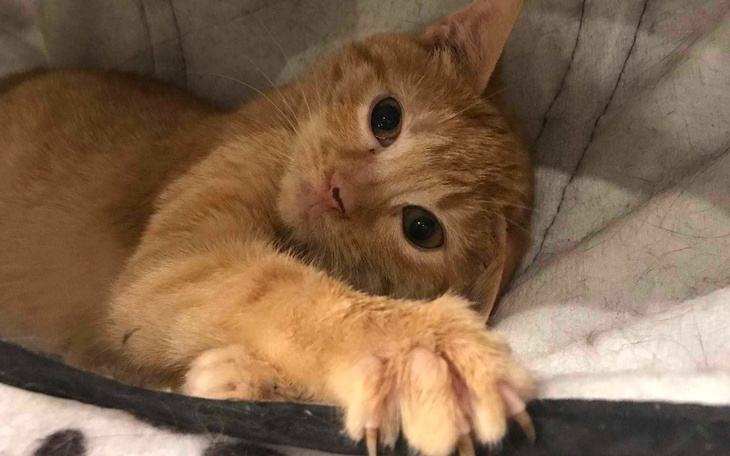 Zbiórka Katharsis i jej walka o życie - zdjęcie główne