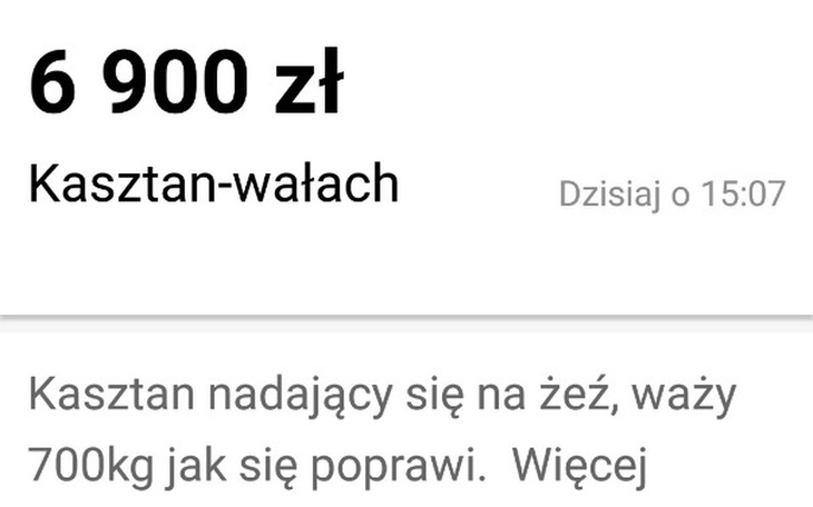 Zbiórka Ratujmy konie od rzeźni - zdjęcie główne