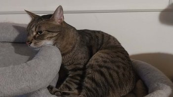 Zbiórka Ludwiczek każdy krok to ból - miniaturka zdjęcia